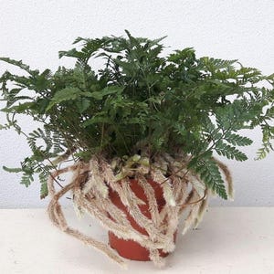 May include: A green fern plant with long, white, feathery roots growing out of a brown pot.