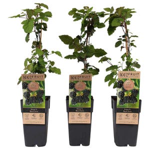 May include: Three potted blackberry plants with green leaves and black berries. The plants are labelled "100%FRUIT" and "Rubus f. Black Satin".
