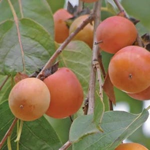 May include: Close-up of ripe orange persimmons hanging from a tree branch with green leaves.