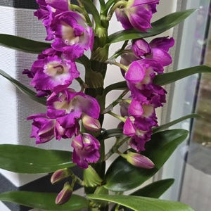 May include: A close-up of a flowering orchid plant. The flowers are a deep purple with white centres, and the plant has long, green leaves. The orchid is potted in a clear container with soil, and is in front of a window.