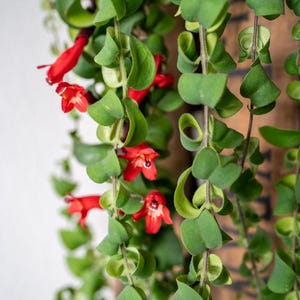May include: A trailing Aeschynanthus lipstick plant with long, slender green stems and small, rounded, succulent-like leaves. The plant features vibrant, tubular red flowers with a dark centre, hanging downwards in a cascading, lush arrangement.