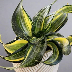 May include: A close-up shot of a snake plant, featuring striking green and yellow striped leaves. The plant is potted in a white container with a geometric pattern. The leaves have a distinctive, curled form.