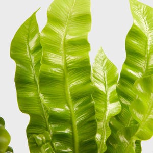 May include: Close-up of bright green, wavy-edged leaves. The leaves have a glossy texture and prominent veining, creating a natural pattern. The image showcases the fresh, bright green colour of the plant, highlighting its healthy appearance.