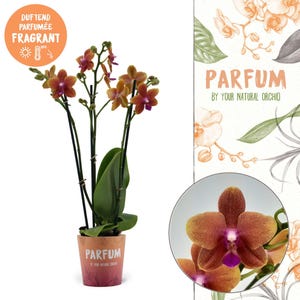 May include: A vibrant orange and pink orchid plant in a pot with the word "PARFUM" printed on it. The plant has multiple stems with several blooms. The background features a white label with the text "PARFUM BY YOUR NATURAL ORCHID".