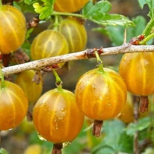 May include: Image of gooseberries on a branch. The ripe fruit is a translucent golden colour, with visible veins and a slightly fuzzy texture. Green leaves and brown stems provide a natural backdrop.