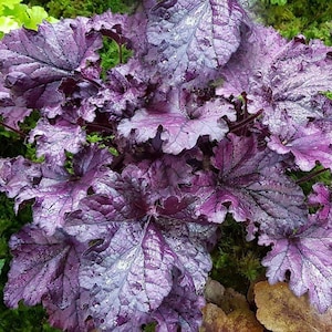 May include: A close-up shot of a plant with large, textured leaves in shades of purple and silver. The leaves have a ruffled edge and are covered in tiny water droplets. The plant is set against a backdrop of green moss, suggesting a garden setting.
