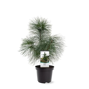 Pinus strobus Eastern White Pine Tree 19cm Pot Evergreen Conifer