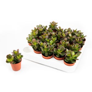 May include: A tray of 20 small potted jade plants with green leaves and reddish stems. The plants are arranged in a grid pattern and are all in the same size pot.