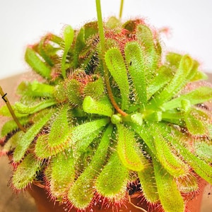 May include: A close-up of a sundew plant in a brown pot. The plant has bright green, elongated leaves with red edges and tiny, glistening droplets. The leaves are covered in fine, hair-like structures. The plant is a vibrant green colour.