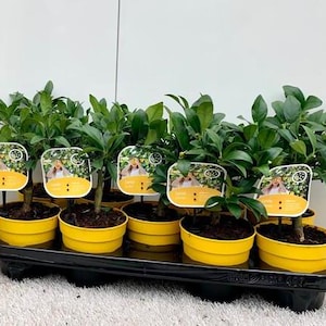 May include: Six potted citrus trees with yellow pots and labels that say "Lemon Tree".