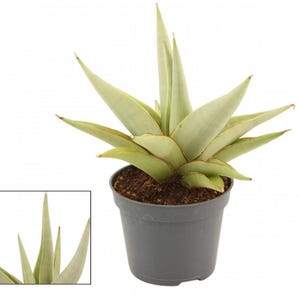 May include: A small potted plant with long, thin, light green leaves with a hint of red at the edges. The plant is in a grey plastic pot.