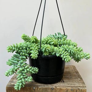 May include: A hanging planter with a succulent plant with long, green stems. The plant is in a black pot and is hanging from a black metal frame.
