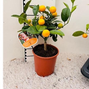 May include: A miniature orange tree in a terracotta pot, bearing ripe orange fruit and green foliage. A label with a child's image is attached. The tree is set against a white backdrop.