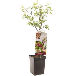 May include: A potted plum tree with green leaves and a tag displaying images of plums and flowers. The tree is in a square brown pot. The tag reads "Prunus domestica 'Victoria'".