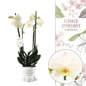 May include: A potted orchid plant with white flowers and dark green leaves. The pot has the text "Flower Symphony" on it. A close-up of an orchid flower is in a circle on the right side of the image.