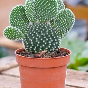 May include: A green cactus plant with many round pads, growing in a brown plastic pot. The cactus has a spiky texture and is a popular houseplant.