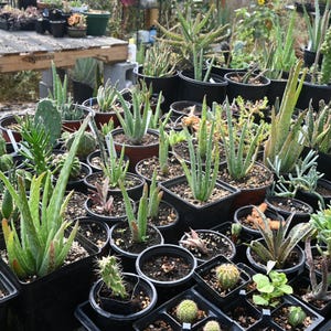 Medicinal Aloe Vera plants