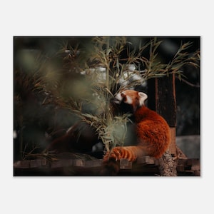 Red Panda Wall Art, Wildlife Photography Print, Fine Art Panda Photo, Nature Lover Gift, Animal Decor, Cozy Wildlife Wall Art