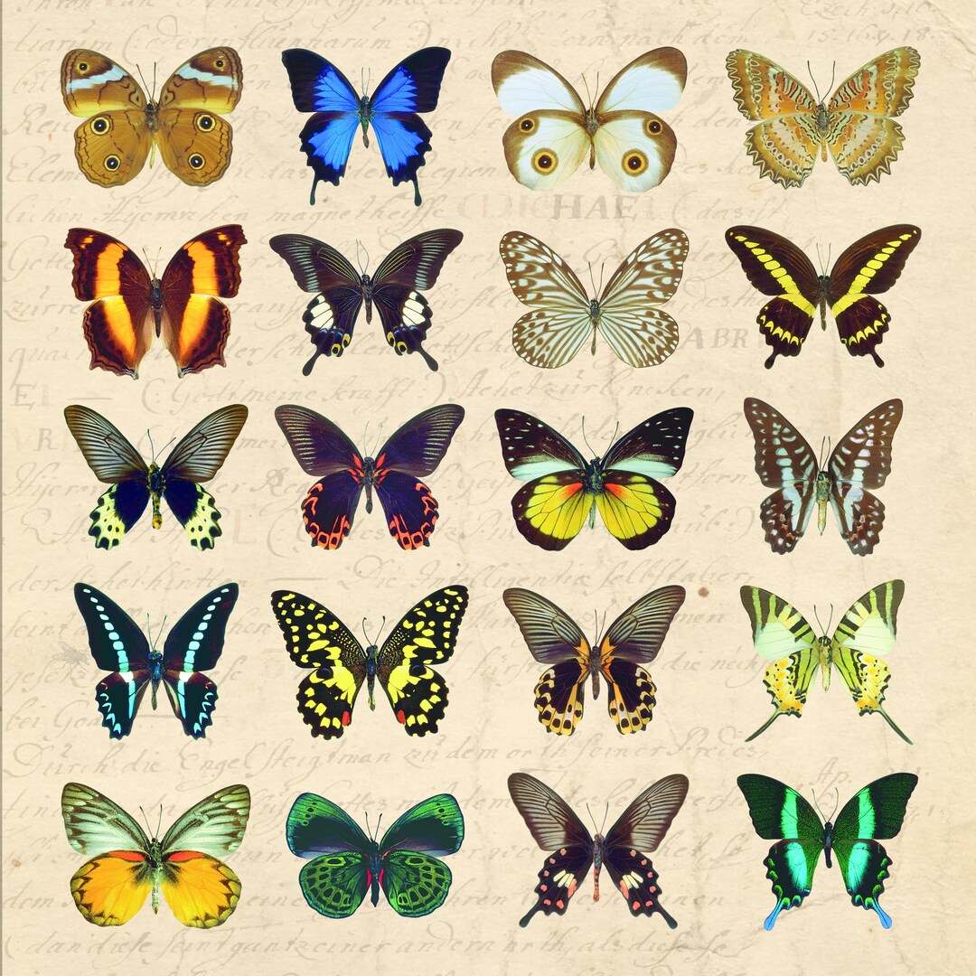 50 Vintage Printable Butterfly PNG Clip Art Bundle Commercial Use ...