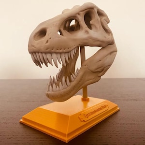 Tyrannosaurus Rex Skull