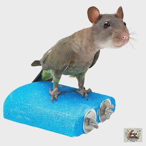 Op de afbeelding: Een uniek hybride wezen met een rattenkop en een vogel lichaam zit op een helderblauwe, getextureerde platform. De vogel-rat heeft grijze vacht, een roze neus en grote ogen. Het platform is bevestigd met metalen hardware, tegen een witte achtergrond.