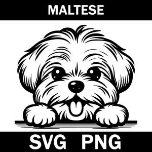 Maltese Peeking Dog Svg, Png, Instant Download
