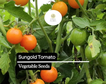 10 semillas de tomate Sungold (Solanum lycopersicum): tomates cherry dulces, híbrido prolífico para jardines y macetas