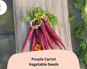 1000 Purple Carrot Seeds – Heirloom Non-GMO Vegetable Seeds