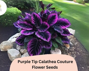 Purple Tip Calathea Couture Seeds | Exotic Tropical Foliage (25+ Seeds)