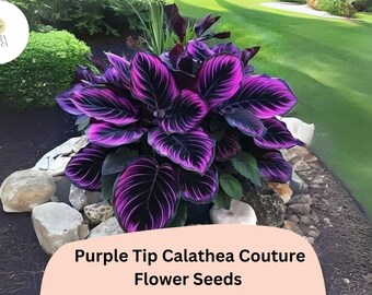thumbnail image 2 of 25+ Seeds Edgy Pink Calathea Couture Flower Indoor Or Outdoor 2 of 11