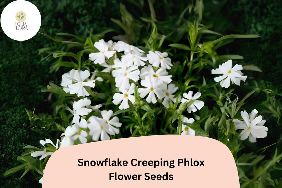 100+ Snowflake Creeping Phlox Seeds – White Ground Cover Flowers