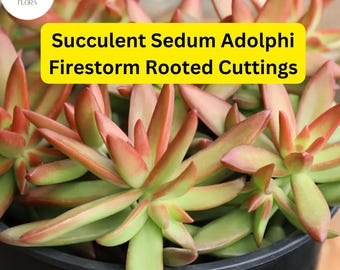 5 Sedum Adolphi 'Firestorm' Rooted Cuttings | Red-Orange Succulent