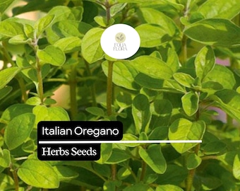 250 Italian Oregano Herb Seeds – Heirloom, Aromatic & Perennial