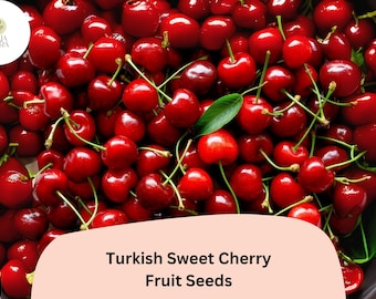Wild Cherry Tree Seeds (PRUNUS AVIUM 'CVI') (sweet Cherry)) - Etsy