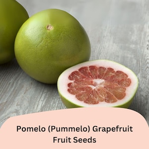 May include: A close-up of pomelos, one cut in half to reveal the pink flesh. The fruit is green with a smooth skin. The text "Pomelo (Pummelo) Grapefruit Fruit Seeds" is at the bottom of the image.