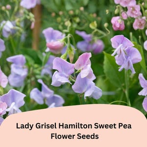 May include: Close-up of Lady Grisel Hamilton Sweet Pea flower seeds. The image showcases delicate, pastel-colored flowers in shades of lavender and pink, set against a backdrop of green foliage. The text "Lady Grisel Hamilton Sweet Pea Flower Seeds" is displayed.