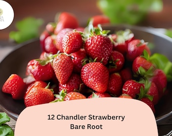 12 Chandler Strawberry Plants | Live Bare Root | June Bearing Fragaria × ananassa Fruit
