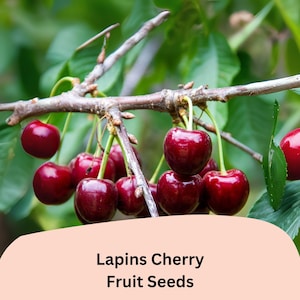 May include: A close-up of a cluster of ripe, dark red Lapins cherries hanging from a tree branch. The image includes the text "Lapins Cherry Fruit Seeds" on a peach-colored background, with green leaves in the background.