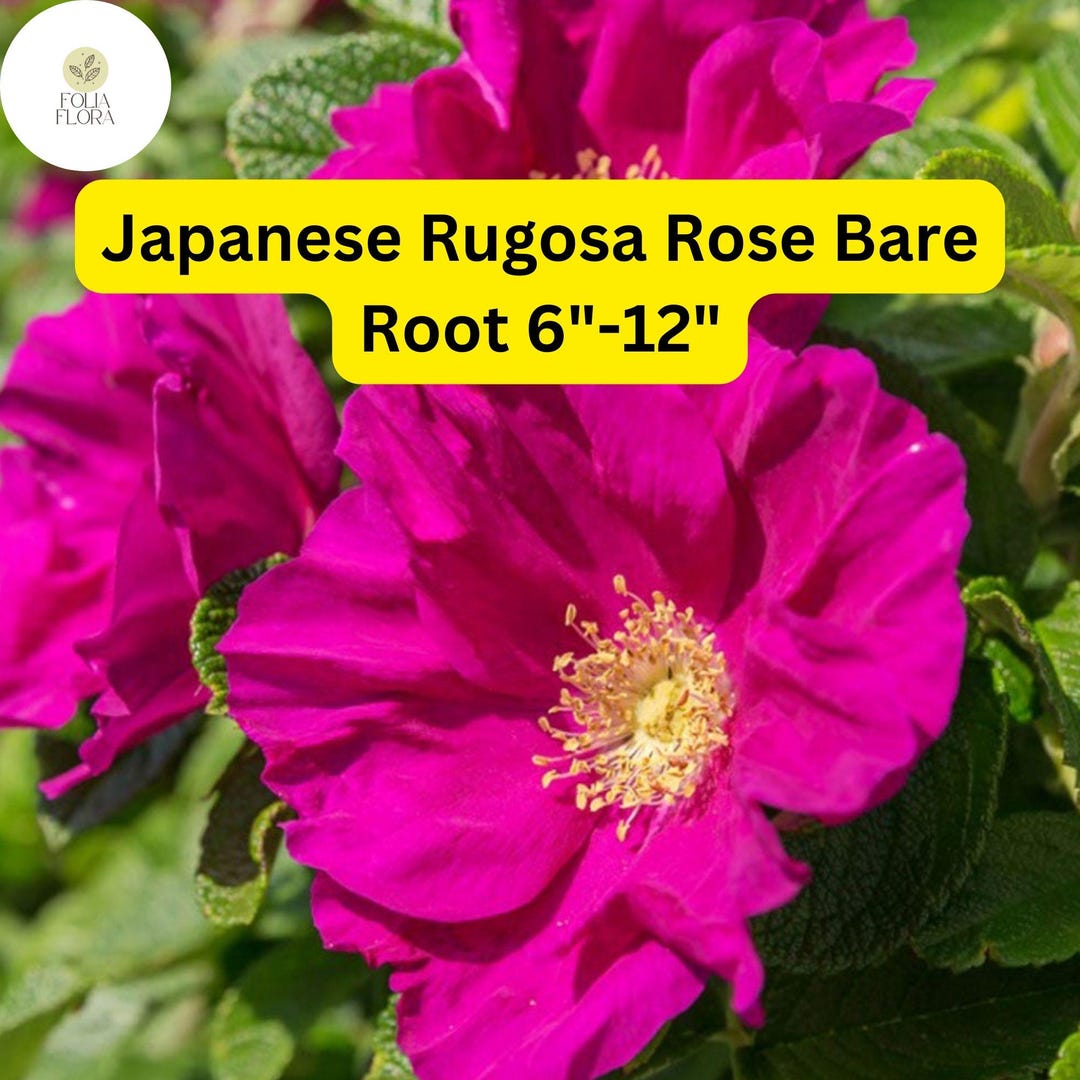 1 Japanese Rugosa Rose (rosa Rugosa) – Live Bare Root Plant 6
