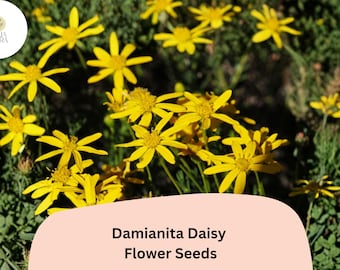 200+ Damianita Daisy Seeds | Chrysactinia mexicana | Golden-Yellow Blooms | Drought-Tolerant Perennial Flower