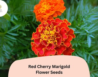 Red Cherry Marigold Seeds | Tagetes Patula, French Marigold