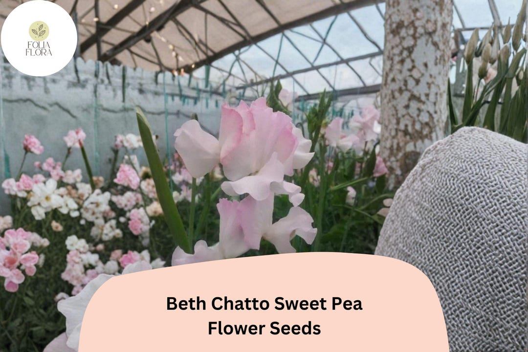 50+ Beth Chatto Sweet Pea Seeds | Lathyrus Odoratus | Pastel Pink ...