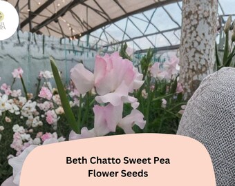 50+ Beth Chatto Sweet Pea Seeds | Lathyrus odoratus | Pastel Pink Annual Flower Seeds