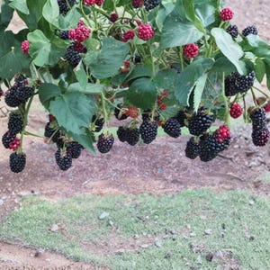 May include: A blackberry bush featuring numerous clusters of dark purple and black berries hanging from green stems with broad, serrated leaves. Some berries appear in various stages of ripening, showing bright red hues among the dark fruit.