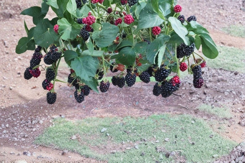 May include: A blackberry bush featuring numerous clusters of dark purple and black berries hanging from green stems with broad, serrated leaves. Some berries appear in various stages of ripening, showing bright red hues among the dark fruit.