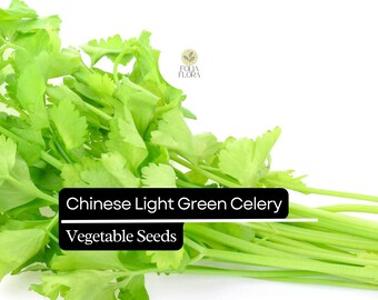 500 Seeds Chinese Light Green Celery, Heirloom Crisp Celery, Mild and Tender Stalks