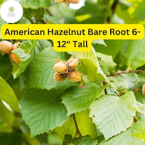 2 Bare Root American Hazelnut Trees, 6-12&quot; Tall, Live Trees, Ready to Plant