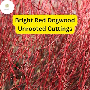 Bright Red Dogwood Unrooted Cuttings, Cornus sericea, Hardy Shrub with Vibrant Red Stems