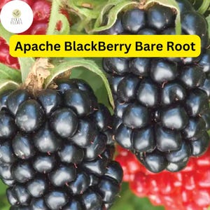 May include: Close-up of ripe blackberries, showing the individual drupelets that make up the fruit. The blackberries are clustered together, suggesting a bountiful harvest. The text "Apache BlackBerry Bare Root" is visible in the image.
