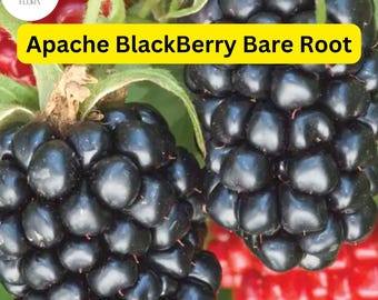 1 Live Bare Root Starter Plant Apache Thornless Blackberry Plant, Rubus, High-Yield Fruit Producer
